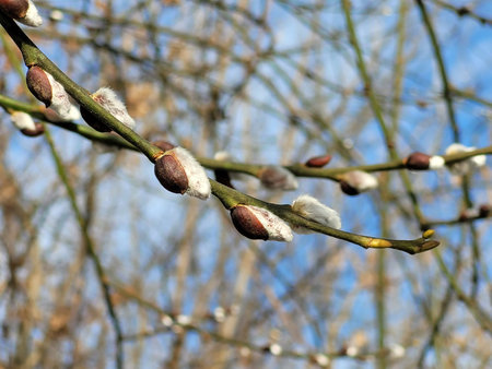 Willow twigs in early spring. Willow blossom as a symbol of spring and Easter