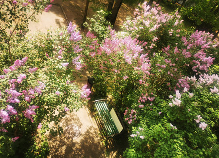 Bench surrounded by blooming lilacs in a quiet garden. This image represents tranquility, natural beauty and peaceful outdoor atmosphere.の写真素材