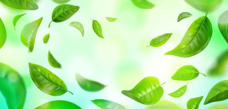 Green leaves background. Realistic flying mint and green tea leaves, spring nature environment. Vector bannerのイラスト素材