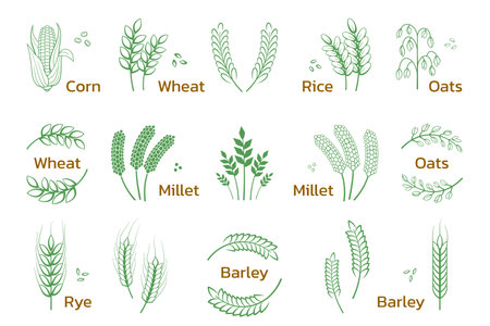 Cereal and grain. Rice wheat barley rye icons, bakery and organic products logo. Vector setのイラスト素材