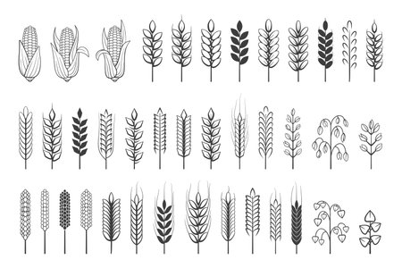 Wheat icon. Grain spikes and barley cereal simple icons, agriculture harvest heraldic emblem. Vector setのイラスト素材