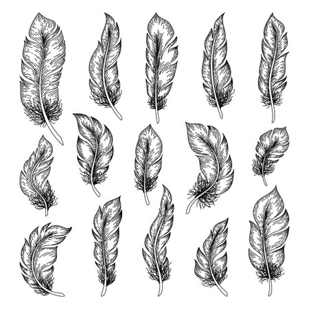 Feathers sketch. Hand drawn bird feather drawing, ink vintage artwork, outline retro decorative elements. Vector isolated setのイラスト素材