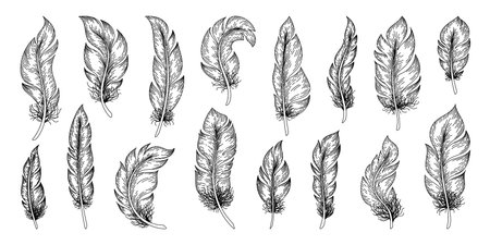 Hand drawn feathers. Outline vintage bird feather decorative collection, plumage retro sketch. Vector setのイラスト素材
