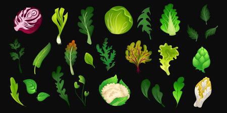 Green salad. Fresh organic food from farm, leafy vegetables and herbs. Vector isolated setのイラスト素材