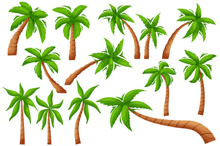 Cartoon palm tree. Exotic tropical plant, isolated jungle vegetation, coco and banana tree. Vector setのイラスト素材