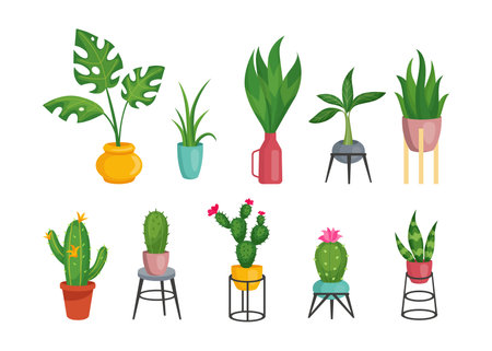House plants. Colorful pots. Hygge home jungle with succulents leaves, trendy scandinavian indoor houseplant. Monstera ficus and cactus with flowers on stands, vector modern illustration setのイラスト素材