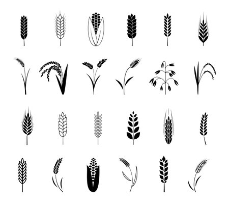 Wheat ear icons set. Barley and corn cereal, rye and rice grain, black silhouettes decorative isolated bakery collection, seed harvest for farm bread or beer. Organic food illustration vectorのイラスト素材