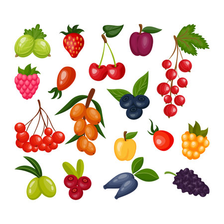 Cartoon berry. Superfood icons. Fruits of plants. Blackberry and raspberry. Cherry with seeds and leaves. Wild cranberry or blueberry. Ripe acerola or rosehip. Vector natural food setのイラスト素材
