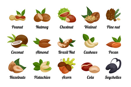 Nuts and seeds. Peanut and hazelnut, coconut and pistachio, food icons for snack logo, raw health plant and nutrition healthy eating. Organic ingredient cartoon vector isolated illustrationのイラスト素材