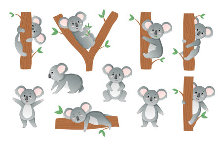 Koala animals. Sleep australian bear characters, baby mammal on branch, cute lazy tropical mascot with smile. Exotic creature in different poses. Cartoon flat vector isolated illustration setのイラスト素材