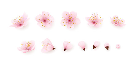 3d sakura flowers. Soft pink blossom cherry set, japan spring bud and branch, floral fruit blooming tree. Realistic petals composition, wedding decor, Vector isolated background templateのイラスト素材