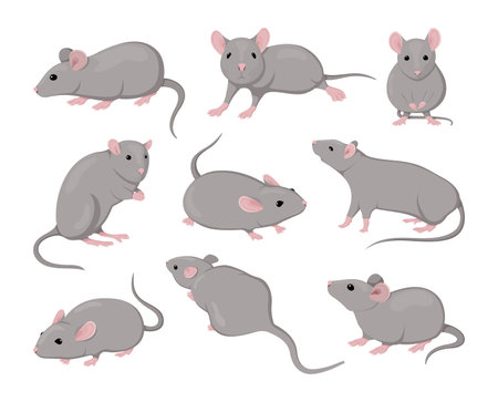Gray mouse. Small animals. Rodents actions. Cute isolated icons set. Asian zodiac creature design drawing. Flat fur pets. Pest mammal with funny tail and nose. Vector illustration clipartのイラスト素材