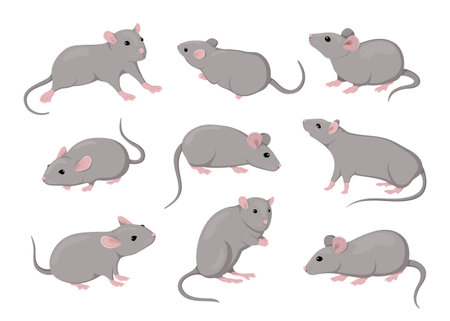 Mouse and rat, isolated mice animals set. Cute rodent characters in different poses on white background, little house pets, simple graphic. Zodiac creature vector cartoon flat illustrationのイラスト素材