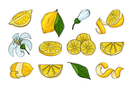Lemon, citrus fruits, lemonade ingredients, yellow whole fruit, half piece of feel, zest and flowers, green leaves. Sour juice logo, delicious cut food, vitamin C sign. Vector cartoon iconsのイラスト素材