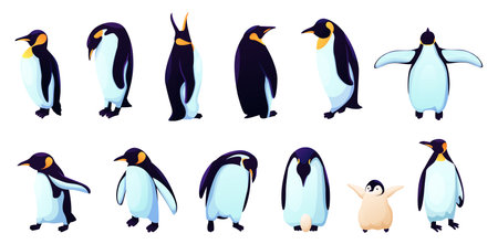 Penguin family, black Antarctica animals in different poses. Realistic white arctic baby and parents, ice bird set, polar Antarctic characters, zoo and wildlife. Vector cartoon illustrationのイラスト素材