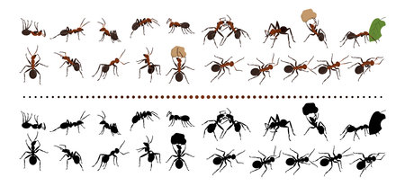 Red ants. Nature insects group. Garden termites. Bugs black silhouettes. Life species. Natural animals crawling and carrying leaves. Beetle actions set. Vector current design collectionのイラスト素材