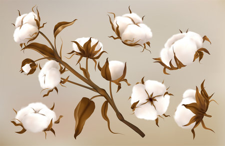 Realistic cotton flowers. Dried soft balls. Fluffy nature plants for agriculture industry, natural textile design elements. Organic products. 3d isolated elements. Vector exact icons setのイラスト素材