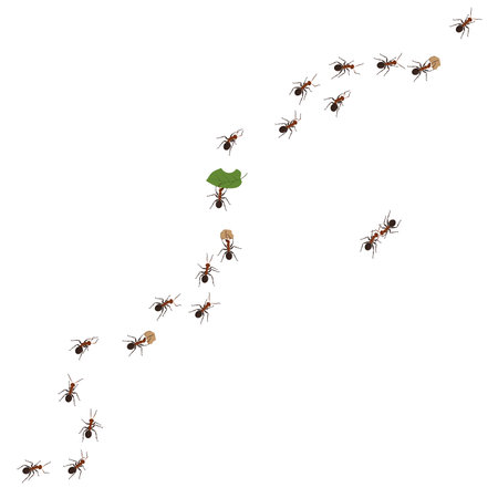 Ant team on wall, bug march set. Pests invasion, macro group line, trail for food, working team, spread insects. Vector beetles current isolated illustration, small nature conceptのイラスト素材