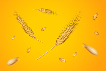 Wheat grain for cereal or bread. 3d nature ear, organic golden crop harvest, agriculture banner, rye plants, farming bakery backdrop. Decorative organic objects. Vector realistic elementsのイラスト素材