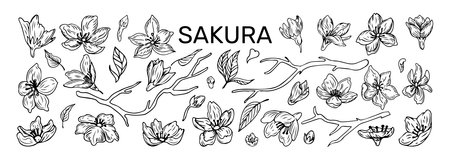 Sakura flowers. Blossoms sketch. Line petals. Outline hand drawn Japanese plant leaves and branches. Japan bloom icons. Oriental botanical logo. Vector tidy isolated floral elements setのイラスト素材
