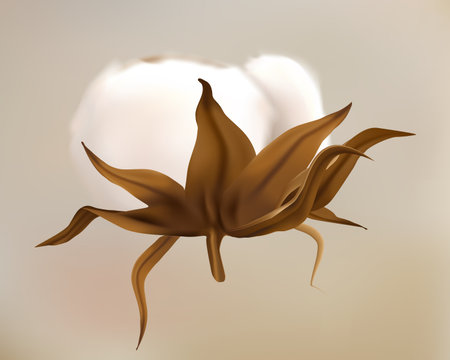 Cotton 3d. Realistic flower for decor packaging and wedding invitations, natural textile. Fluffy white blossom, dried soft ball, botanical elements for design. Vector isolated illustrationのイラスト素材