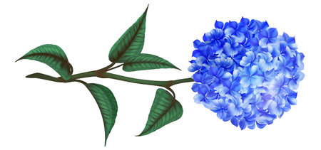 Hydrangea flower. Realistic Hortensia blue blossom with green leaves. Wedding decoration isolated element. Beauty garden. Blooming branch. Botanical beautiful plant, vector 3d illustrationのイラスト素材
