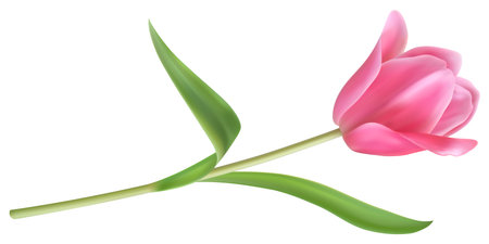 Tulip pink flower. Realistic plant. Beautiful blossom with green leaves. Wedding and 8 march invitation and greeting card floral summer decorative. Bouquet isolated. Vector botanical illustrationのイラスト素材