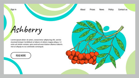 Ashberry web banner. Berry colorful sketch on abstract background, website design, healthy food ingredient, fresh organic fruit, vitamin botany product. Vector cartoon flat style isolated illustrationのイラスト素材