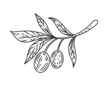 Olive leaves. Tree branch sketch. Vegan organic oil. Greek plant stem engraving. Natural foliage. Oily berries harvest. Mediterranean stalk. Vegetarian product line drawing. Vector botanical elementのイラスト素材