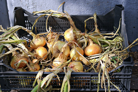 Onion heads with stems laid out for drying in a black plastic box. Harvest onions, growing onions, farming.の写真素材