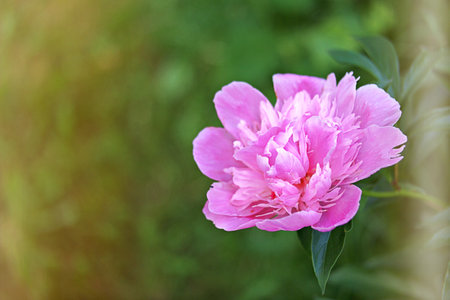 Fresh pink peonies in the garden. Summer flowers. Toned. Copy space.の写真素材