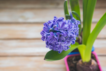 Purple hyacinth in a plastic container close-up on a brown wooden background. indoor gardening. Flowers on the windowsillの写真素材