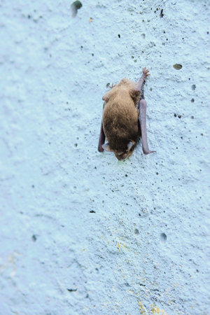 A bat hanging upside down on a concrete wall. Bats in Belarus. Wildlife, animals in their natural...