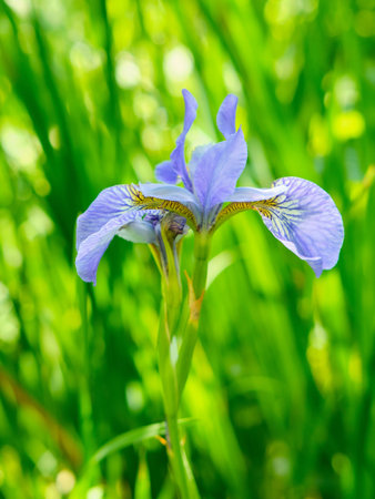 Blue irises on a flowerbed in the garden. Horticulture, growing colors. Life outside the city