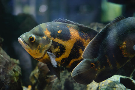 Decorative black and yellow aquarium fish swimming in an aquariumの写真素材