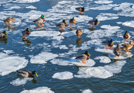 Wild ducks swim and sit on ice islands on a partially frozen river in winter. Wildlifeの写真素材