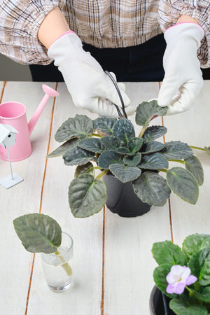 Growing, caring for and propagating African (Uzambara) violets or Saintpaulias. Indoor flower growing, flowers on the windowsill. Transplanting, fertilizing, propagating by cuttingsの写真素材