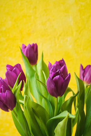 Bouquet of purple tulips close-up on yellow background.の写真素材