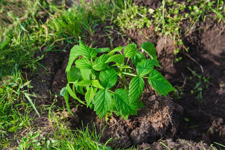 Planting remontant raspberry seedlings in a permanent place in the garden by dividing the bush in...