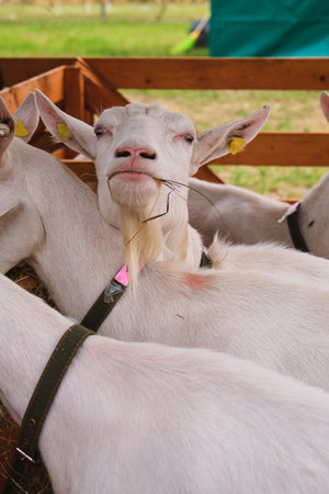 Pedigree breeding goats in a pen for animals on a farm. Breeding of different breeds of cattle. Farming, animal husbandryの写真素材
