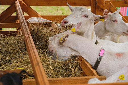 Pedigree breeding goats in a pen for animals on a farm. Breeding of different breeds of cattle. Farming, animal husbandryの写真素材