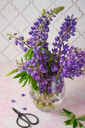 Bouquet of blue lupine in a transparent glass vase on a pink concrete background. Seasonal wild flowers.の写真素材