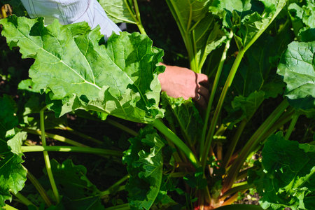 Male farmer in light shirt harvesting rhubarb in garden bed. Farming, agriculture. Seasonal productsの写真素材