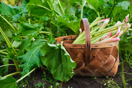 Harvested rhubarb stalks in a wicker brown basket on a bed near rhubarb bushes. Farming, agriculture. Seasonal productsの写真素材