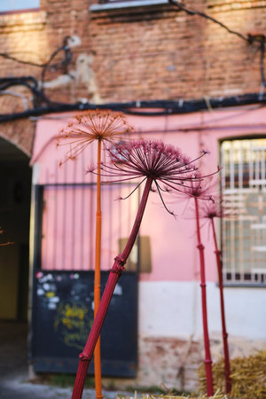 Autumn outdoor decorations made from dried plants and hay bales on the street.の写真素材