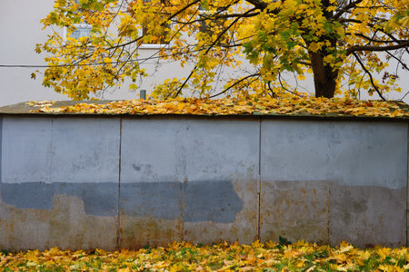 A maple tree with yellow leaves next to a metal garage in the yard. Autumn season.の写真素材