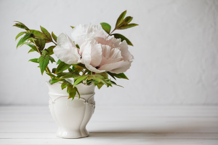 Blooming tree-like peony. First peony which bloom in the springの写真素材