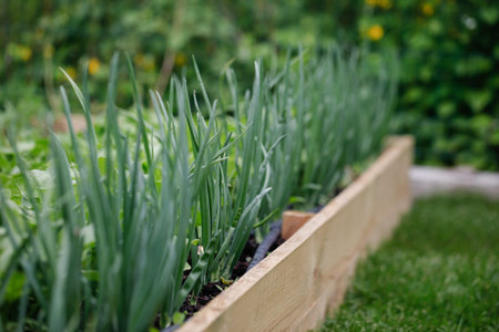 Growing green onions outside