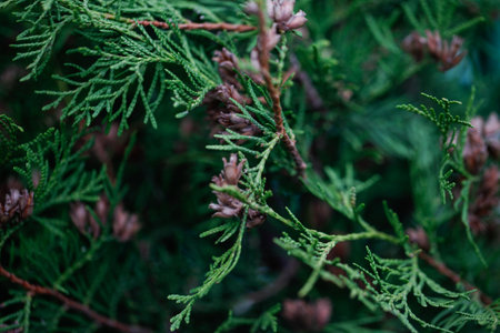 Green Hedge of Thuja Trees. Platycladus orientalis (also known as Chinese thuja, Oriental arborvitae, Chinese arborvitae, biota or oriental thuja)の写真素材
