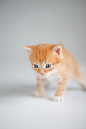 Cute red kitten on light backgroundの写真素材